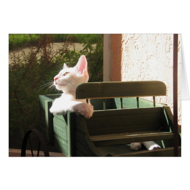 Cartão Pantera rosa volta novamente (Frente Horizontal)