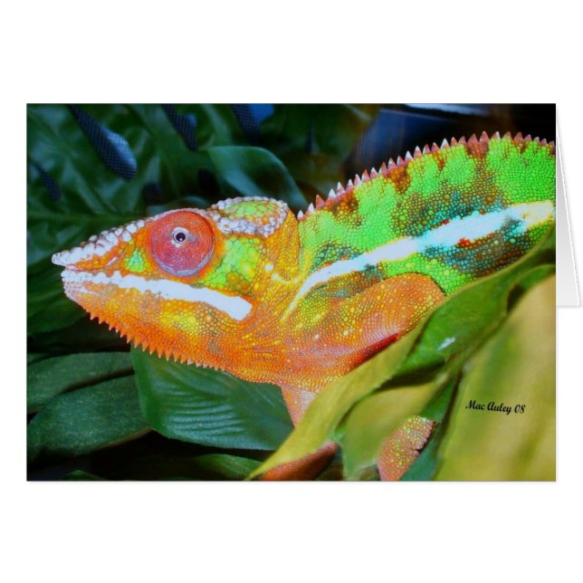 Cartão Panther Chameleon (Frente Horizontal)