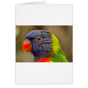 Cartão Papagaio