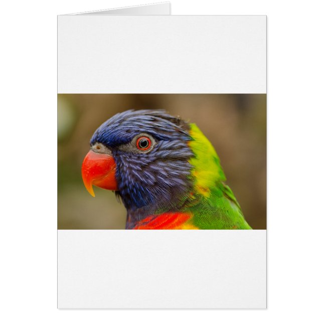Cartão Papagaio (Frente)