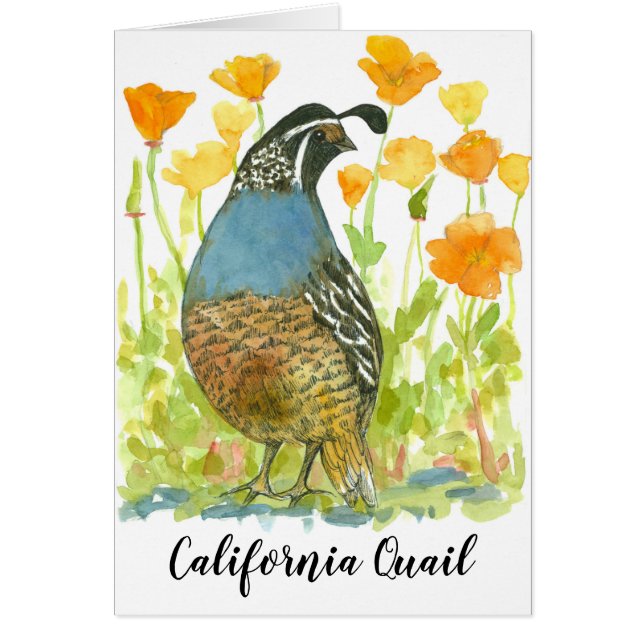 Cartão Papagaios de Laranja Quail da California Bird (Frente)