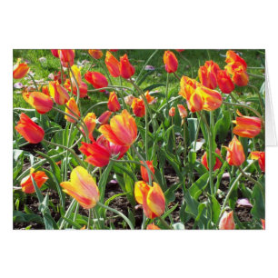 Cartão Papel de papelaria Orange Tulips