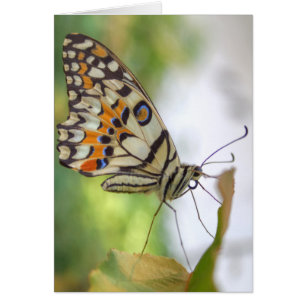 Cartão Papilio demoleus