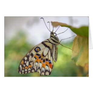 Cartão Papilio demoleus