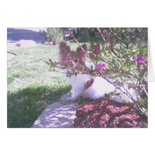 Cartão Papillon dog (Frente Horizontal)