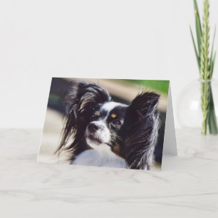 Cartão "Papillon" Dog Photo Greeting Card