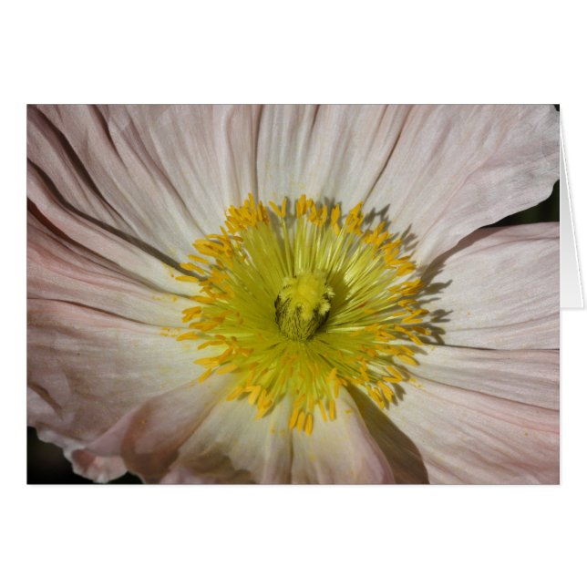 Cartão Papoila (Frente Horizontal)