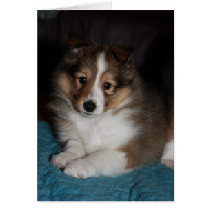 Cartão Papoila-branca (Shetland Sheepdog)