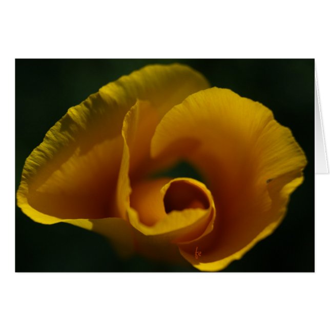 Cartão Papoila da Califórnia (Frente Horizontal)