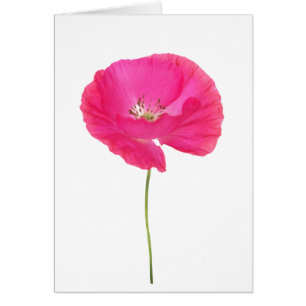 Cartão papoila rosa