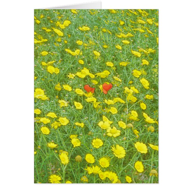 Cartão Papoilas aquáticas (Frente)