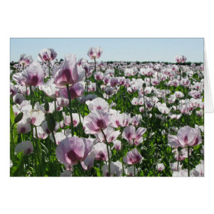 Cartão Papoilas cor-de-rosa