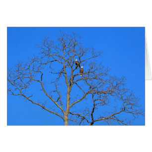 Cartão Par de águia careca na árvore