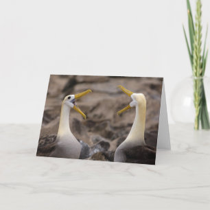 Cartão Par de albatroz-ondulado (Phoebastria irrorata)