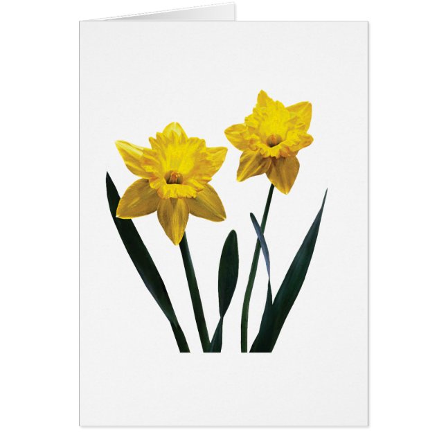 Cartão Par de Daffodil Amarelo (Frente)
