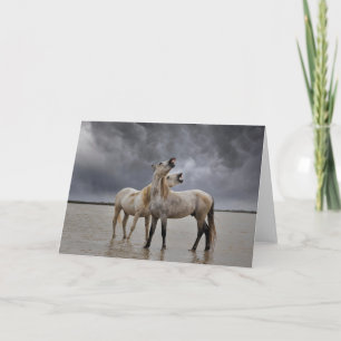 Cartão Par de garanhões de cavalo Camargue, sul da França
