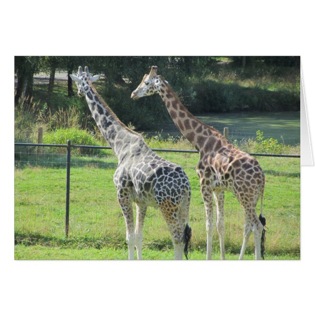 Cartão Par de Girafas (Frente Horizontal)