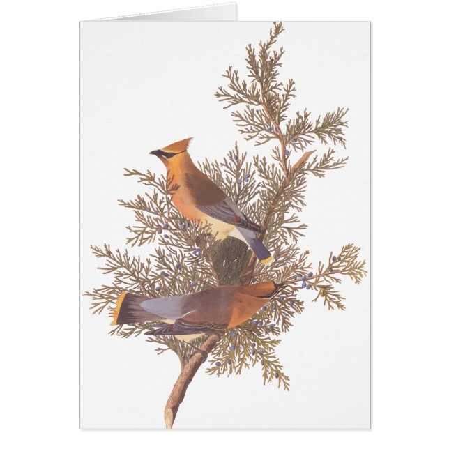 Cartão Par de pássaro Cedar Waxwing de Audubon em Evergre (Frente)