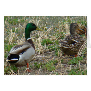 Cartão Par de patos-real B12