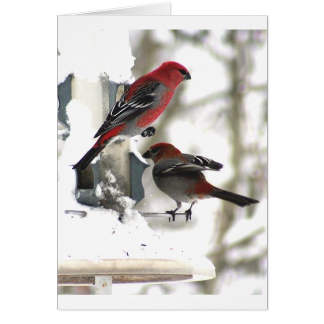 Cartão Par de Pine Grosbeaks (Frente)
