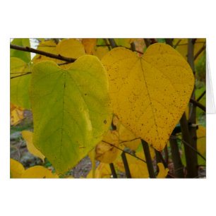 Cartão Par de Redbud de Queda Deixa Fotografia de outono