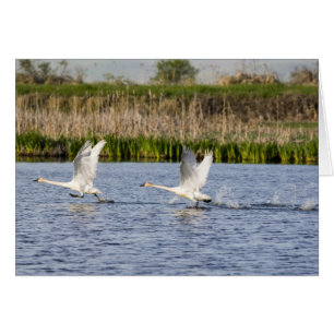 Cartão Par reprodutor de cisnes da tundra decolando para