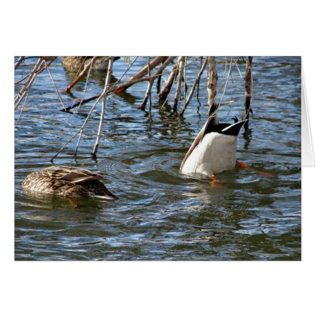 Cartão Para Cima (Frente Horizontal)