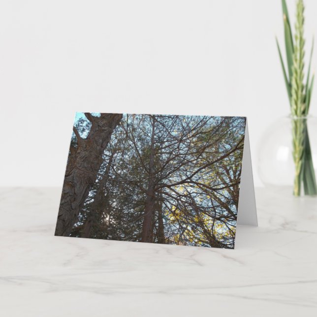 Cartão Para cima através das filiais (Frente)