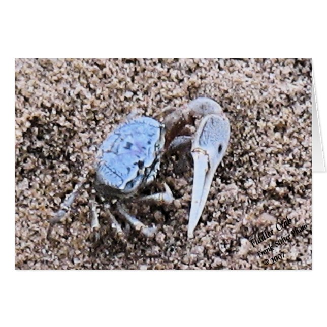 Cartão Para Cima e Suja! Fiddler Crab (Frente Horizontal)
