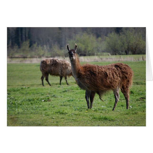 Cartão para o país Llama (Frente Horizontal)