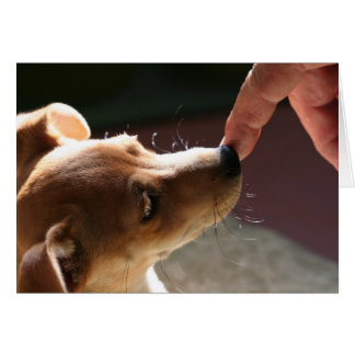 Cartão Para ser sem um cão…