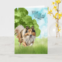 Parabéns ao cão Rough Collie reBARKable