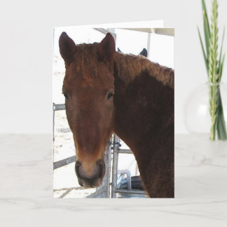 Cartão Parabéns - cavalo de passeio de TWH - ocidentais