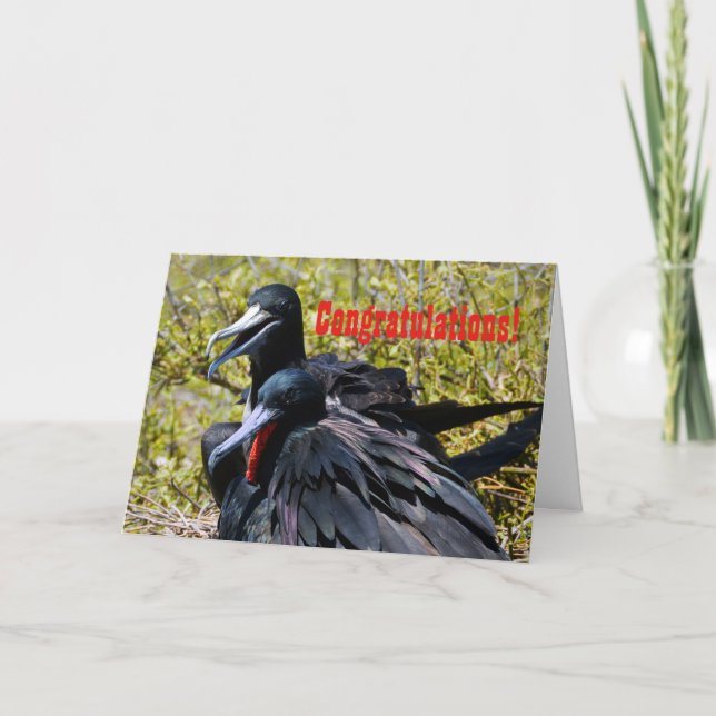 Cartão Parabéns, Frigatebirds no amor (Frente)
