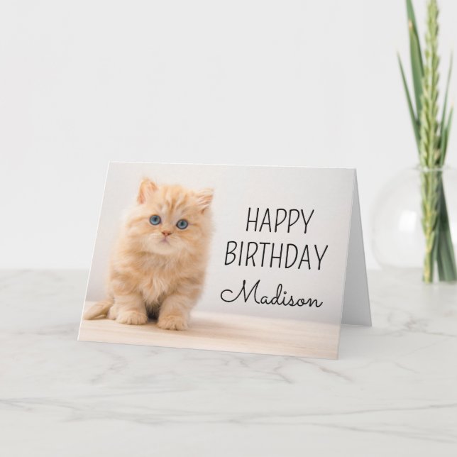 Cartão Parabéns | Gatinho British Longhair (Frente)