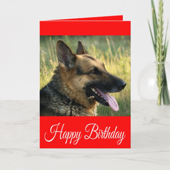 Cartão Parabéns German shepherd de aniversário (Frente)