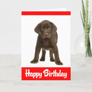 Cartão Parabéns Labrador Retriever Puppy Dog Card