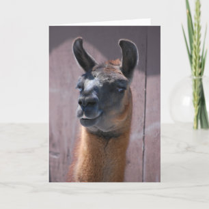 Cartão Parabéns Llama