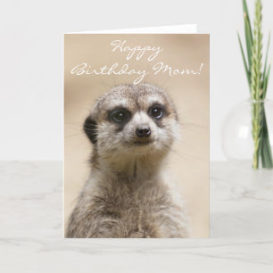 Cartão Parabéns, mamãe Meerkat Card