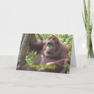 Cartão Parabéns Orangutan!