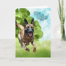 Parabéns reBARKable Malinois Dog Belga