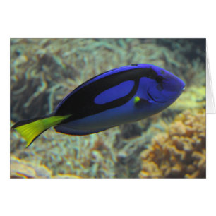 Cartão Paracanthurus hepatus