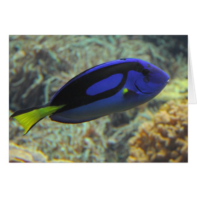 Cartão Paracanthurus hepatus (Frente Horizontal)