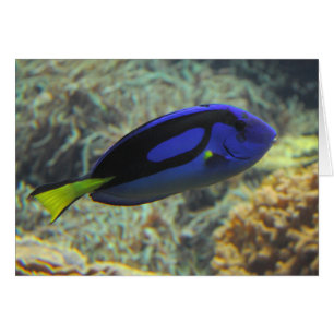 Cartão Paracanthurus hepatus