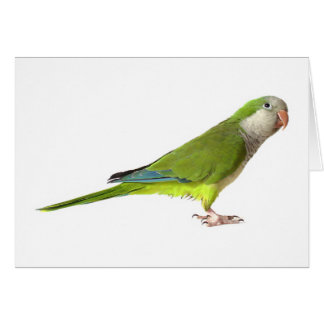 Cartão Parakeet da monge