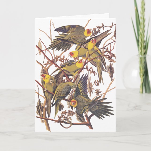 Cartão Parakeet de Carolina de Audubon (Frente)