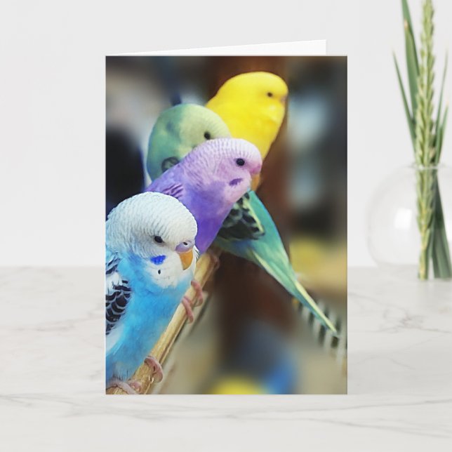 Cartão Parakeets (Frente)
