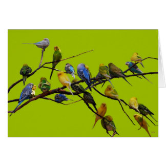 Cartão Parakeets