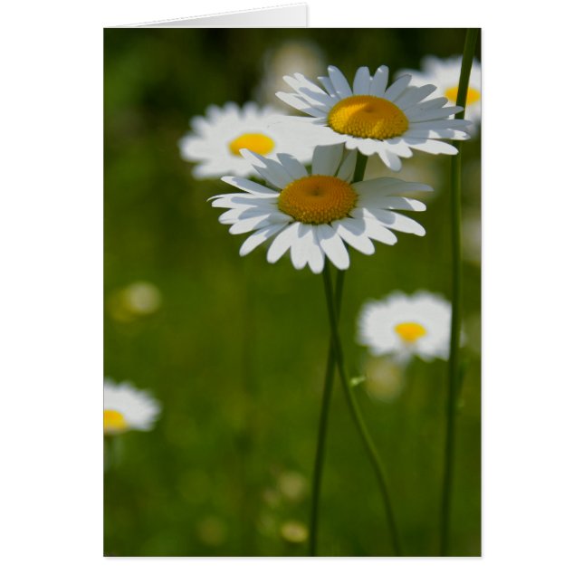 Cartão parasóis (Frente)