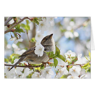 Cartão Pardal nas flores de cerejeira